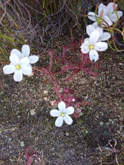 Drosera alba