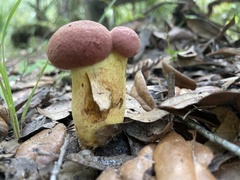 Pulchroboletus rubricitrinus image