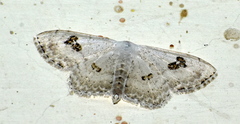 Somatina omicraria