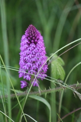 Anacamptis pyramidalis