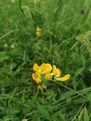 Lathyrus pratensis