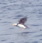 Fratercula corniculata