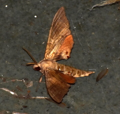 Marumba dyras