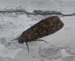 Sommeria hearseyana