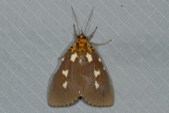 Asota contorta