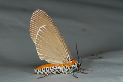 Euplocia membliaria
