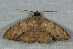 Mecodina lanceola