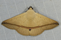 Armana nigraericta