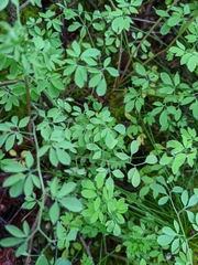 Ceratocapnos claviculata