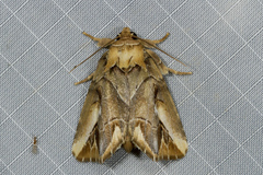 Elydnodes griseata