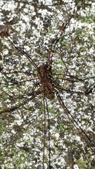 Mitobatinae