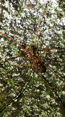 Mitobatinae
