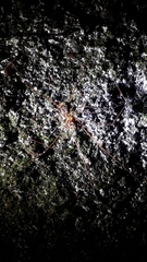 Mitobatinae