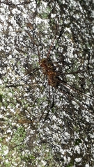 Mitobatinae