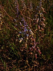 Lachenalia hirta