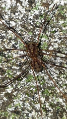 Mitobatinae