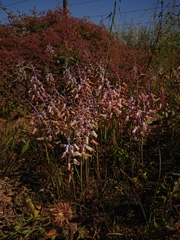 Lachenalia hirta