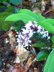Maianthemum paniculatum