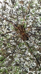 Mitobatinae