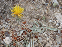 Centaurea granatensis