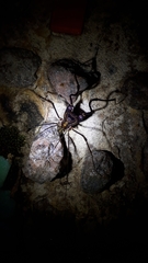 Goniosoma calcar