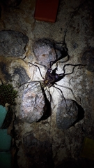 Goniosoma calcar