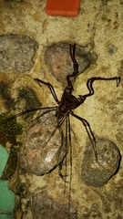 Goniosoma calcar