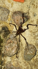 Goniosoma calcar