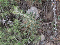 Ptilostemon hispanicus