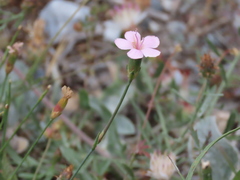 Dianthus pungens brachyanthus