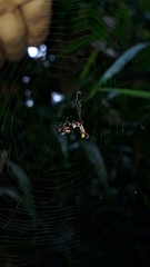 Micrathena spitzi