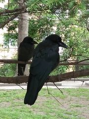 Corvus macrorhynchos