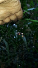 Micrathena spitzi