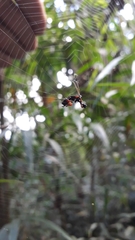 Micrathena spitzi