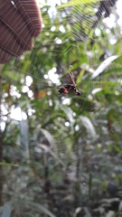 Micrathena spitzi