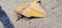 Syssphinx bicolor