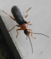 Cantharis pellucida