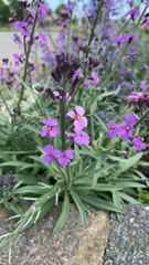 Erysimum linifolium