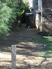 Streptopelia senegalensis senegalensis