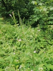 Epilobium