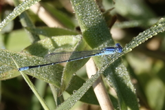 Pseudagrion cingillum