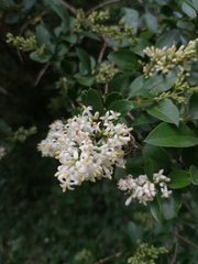Ligustrum ovalifolium