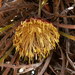 Banksia wonganensis - Photo (c) Geoffrey Derrin, some rights reserved (CC BY-SA)