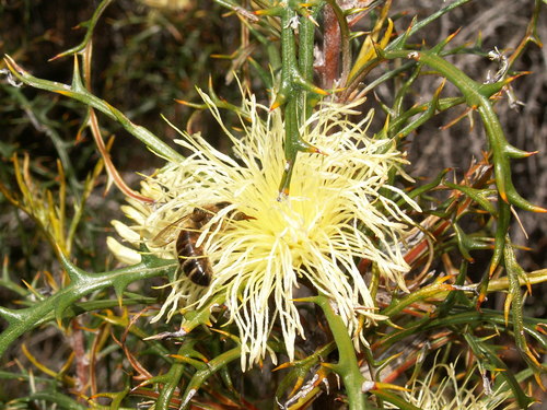 Banksia comosa