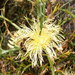Banksia comosa - Photo (c) Geoff Derrin, some rights reserved (CC BY-SA)