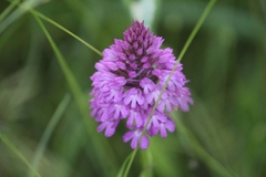 Anacamptis pyramidalis