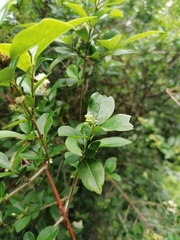 Ligustrum ovalifolium