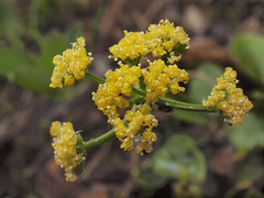 Tauschia stricklandii