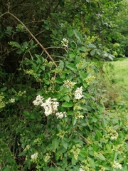 Ligustrum ovalifolium