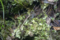 Gradungula sorenseni